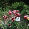 IMG_767480