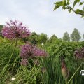 IMG_767485
