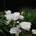 IMG_767496