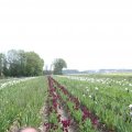 IMG_767532