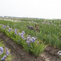 IMG_767545