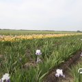IMG_767549