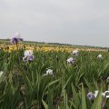 IMG_767554