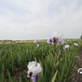 IMG_767558