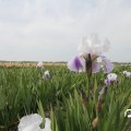 IMG_767559