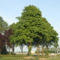 IMG_767936