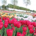 IMG_768002