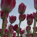 IMG_768006
