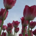 IMG_768007