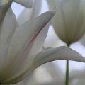 IMG_768011