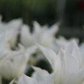 IMG_768013