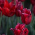 IMG_768015