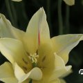 IMG_768017
