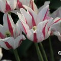 IMG_768021