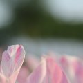 IMG_768023