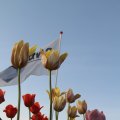 IMG_768034