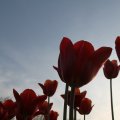 IMG_768037