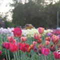 IMG_768049