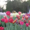 IMG_768050