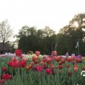 IMG_768054