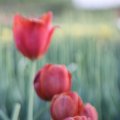 IMG_768061