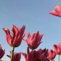 IMG_768074