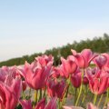 IMG_768075