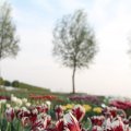 IMG_768082