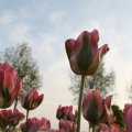 IMG_768085