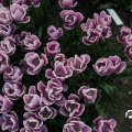 IMG_768087
