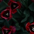 IMG_768100