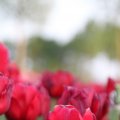 IMG_768101