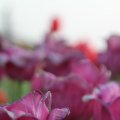IMG_768103