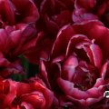IMG_768104