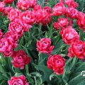 IMG_768108