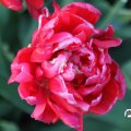 IMG_768110