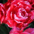 IMG_768111