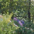 IMG_768141