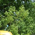 IMG_768181