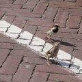 IMG_768363
