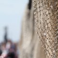 IMG_768428