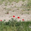 IMG_768587