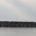 IMG_768637