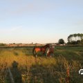 IMG_778343