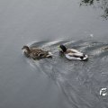 IMG_775800