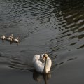 IMG_778736