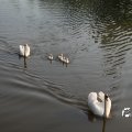 IMG_778738