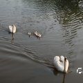IMG_778739