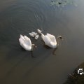 IMG_778762