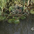 IMG_779137